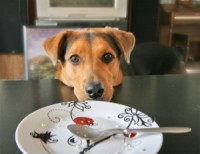 Can I Feed my Dog “People Food”?