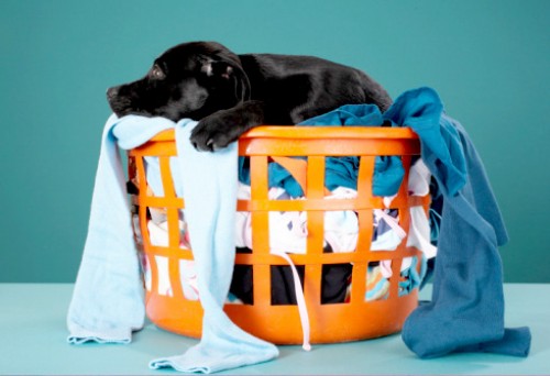Confessions of a Dog Trainer: Airing all our Dirty Laundry