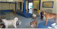 What Every Owner Should Know About Dog Daycare