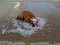 Hot Dogs: Recognizing and Treating Heat Stroke