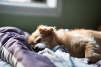 Chill Out! How To Teach Your Dog To Calm Down
