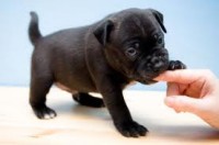 “Ouch”: How to Deal with Puppy Nipping-by guest writer Jon Fowles