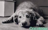 Guest Blog by Katie Virtue: How to Show Senior Dogs All the Love they Deserve